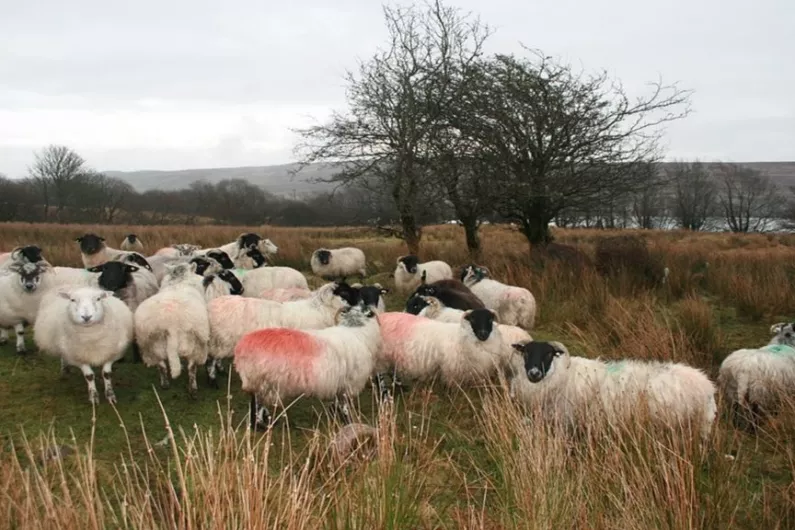 LISTEN: Farmer speaks out after dogs kill sheep in east Galway