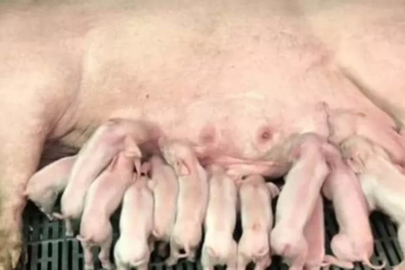 Serious changes needed in pig farming sector according to local activist