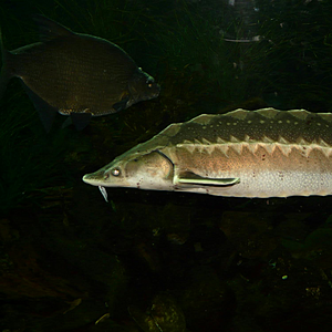 ‘Dinosaur fish’ seen to be in Irish waters - GoLoud Player