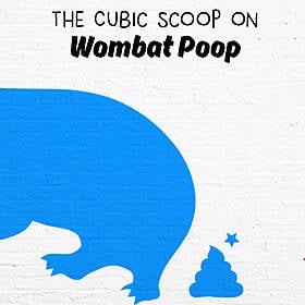 The Cubic Scoop on Wombat Poop! Image