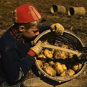 The Maine Potato War of 1976 Image