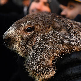 Groundhog Day 2024: Trademark, bankruptcy, and the dollar that failed Image