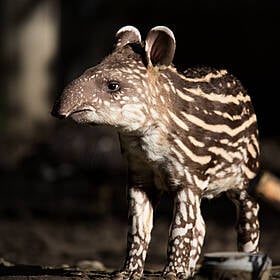 Uncovering the mysteries of the animal kingdom Image