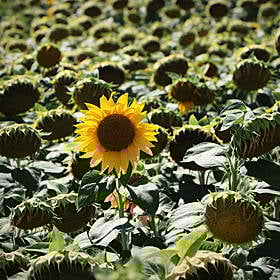 How to find joy and success as a late bloomer Image