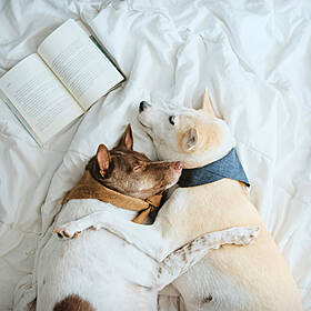 Who counts as a significant other? Image