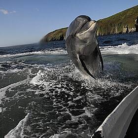 "When They're Writing The History Books On Bottlenose Dolphins, Fungie Will Be On Page 1": Irish Whale Expert Weighs In On Missing Dolphin Image
