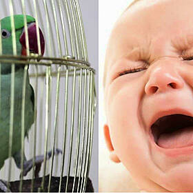 Meet "Nico" - The Parrot That Cries EXACTLY Like A Baby To Get Attention Image