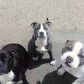 "We're Heartbroken" - Dublin Woman's 3 Pet Bull Terriers Seized By City Council Image