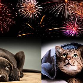 Tips To Keep Your Pet Calm On Halloween Image
