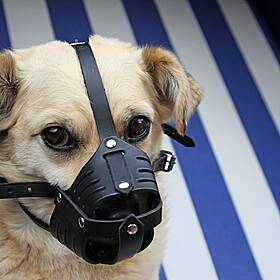 Dogs without muzzles Image