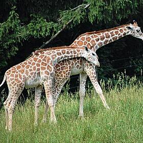 Our Minds Were Blow By This Fascinating Fact About Giraffes Today Image