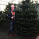 Henry's 12 Days Of Christmas: Henry Sells Christmas Trees... Its Treeific.......