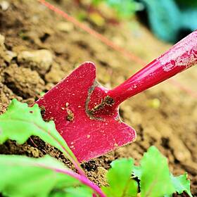 Tips On Growing Your Own Fruit and Vegetables Image