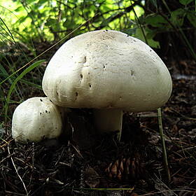 How to safely forage for mushrooms Image