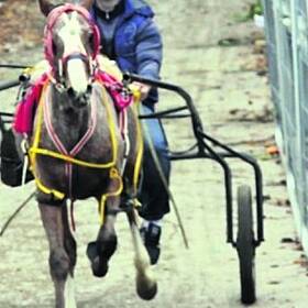 Should sulky racing be banned? Image