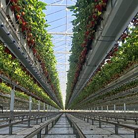 Keelings Under Fire For Flying In Fruit Pickers From Abroad Image