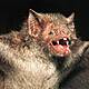Futureproof Extra: Vaccinating Vampire Bats