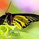 Does A Butterfly Remember Being A Caterpillar?