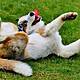 Parenting: My kids keep asking for a dog...should I cave and get one?