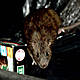 Rats The Size Of Shovels!