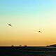 The Andean condor can fly 160km between wing flaps