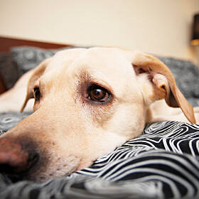Dublin Woman Disgusted By Where Neighbours Are Keeping Their Large Dog Image