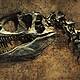 What did dinosaurs eat?