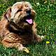 Listeners Share The Sounds That Make Their Dog Go Mad