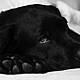 Warning For Pet Owners As Dogs Are Becoming Sick With A Virus In North Dublin