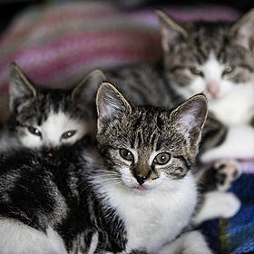 Syrian Cat Smuggling Image