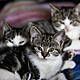 Syrian Cat Smuggling