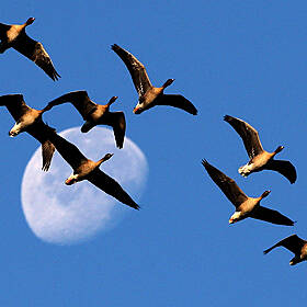Migration In The Animal Kingdom Image
