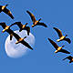 Migration In The Animal Kingdom