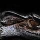 Futureproof Extra: The Evolution of Crocodiles