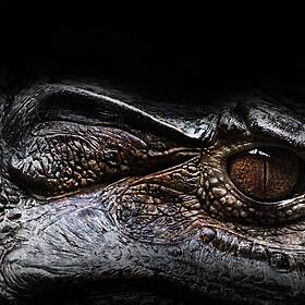 Futureproof Extra: The Evolution of Crocodiles Image