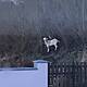 Escape artist goat 'Houdini' caught & adopted after evading capture for weeks