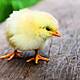 Saving Male Chicks By Making Them Female