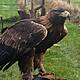 Have you seen 'Kalin' the Golden Eagle?