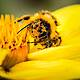 Futureproof Extra: Vomiting Bumblebees