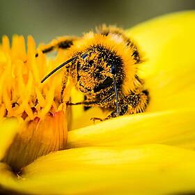 Futureproof Extra: Vomiting Bumblebees Image