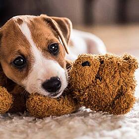 If You Broke Up, Who Would Get The Dog Or Cat? Image