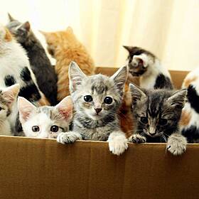 Why Do Cats Insist On Sitting In Squares? Image