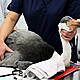 There is burnout amongst veterinarians due to a recruitment crisis in the sector
