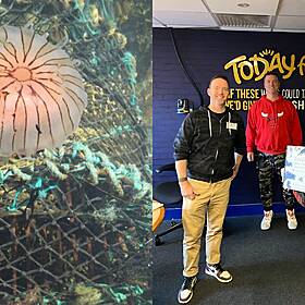 The Irish Translation For Jellyfish Will Blow Your Mind Image