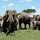 Understanding elephants...