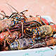 Report Shows Octopus, Lobster & Crab Feel Pain