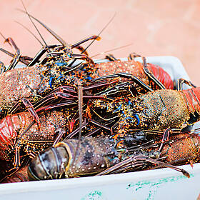 Report Shows Octopus, Lobster & Crab Feel Pain Image