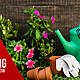 Gardening: Sowing 2022 generation of flower and fruiting seedlings