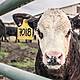 Farming: Hazards of mild winter weather
