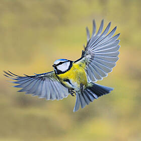 Ask The Expert: Niall Hatch from Birdwatch Ireland Image
